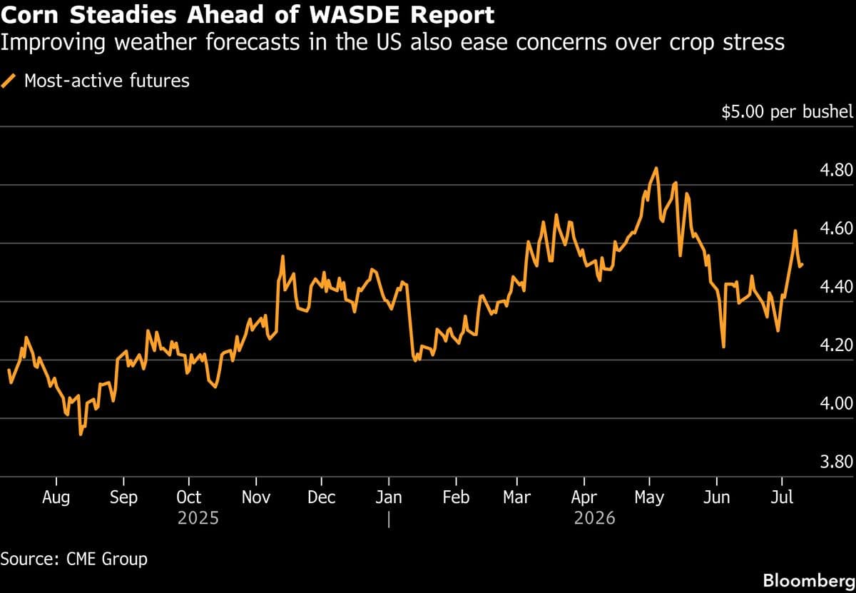Corn Steadies Ahead of Key US Supply Report as Heat Threats Ease