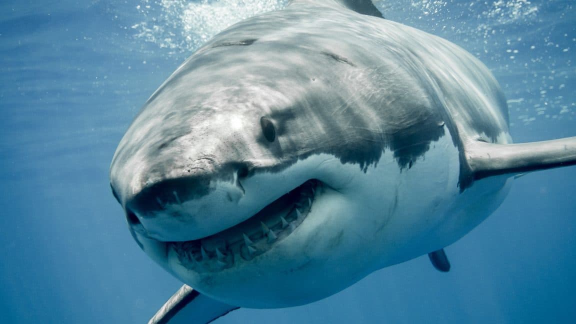 Great white sharks are overheating